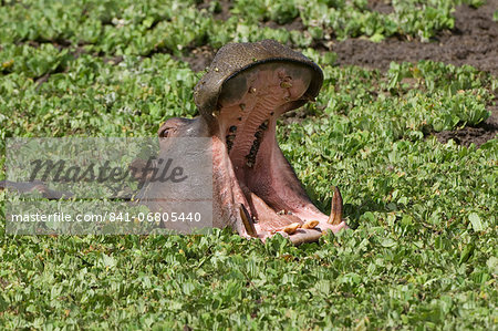 Hippopotamus (Hippopotamus amphibius) yawning in the water, Masai Mara, Kenya, East Africa, Africa