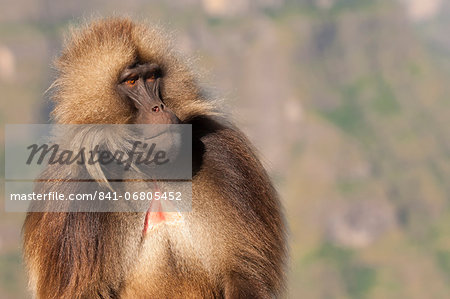 Gelada baboon (Theropithecus Gelada), Simien Mountains National Park, Amhara region, North Ethiopia, Africa