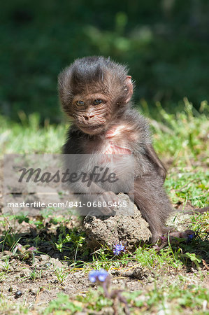 Baby Gelada baboon (Theropithecus Gelada), Simien Mountains National Park, Amhara region, North Ethiopia, Africa