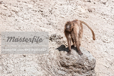 Gelada baboon (Theropithecus Gelada), Simien Mountains National Park, Amhara region, North Ethiopia, Africa