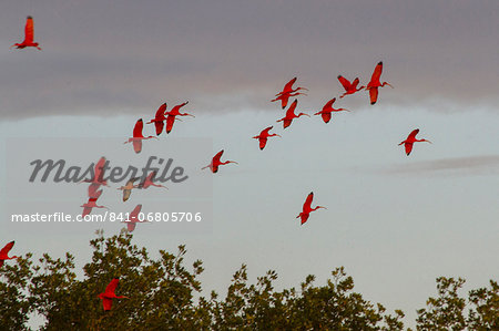 Scarlet ibis return to roost at dusk, Caroni Swamp, Port-of-Spain, Trinidad, West Indies, Caribbean, Central America