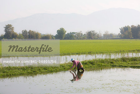 Woman working in paddy fields near Kengtung (Kyaingtong), Shan State, Myanmar (Burma), Asia