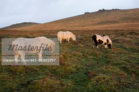 Ponies grazing, tor in background, Dartmoor National Park, Devon, England, United Kingdom