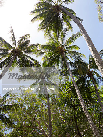 Palm trees on beach at Palm Cove, Cairns, North Queensland, Australia, Pacific