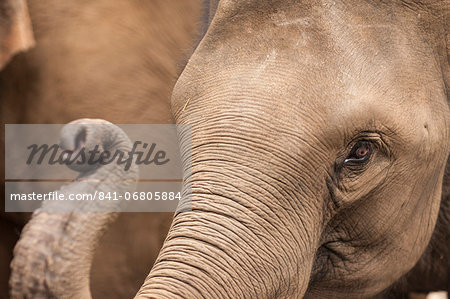 Elephants, Golden Triangle, Thailand, Southeast Asia, Asia