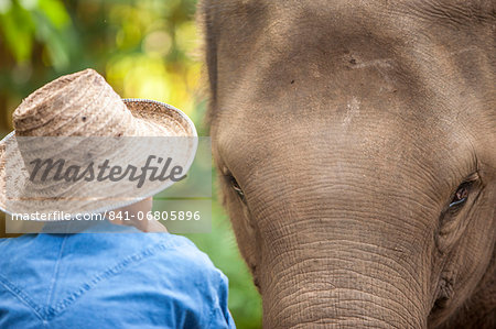 Four Seasons Elephant Camp, Northern Thailand, Southeast Asia, Asia