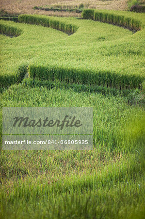 Rice fields, Java, Indonesia, Southeast Asia, Asia