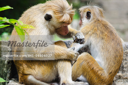 Tote macaque monkeys grooming at Dambulla, North Central Province, Sri Lanka, Asia