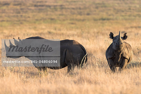 Black rhinos (Diceros bicornis), Lewa Wildlife Conservancy, Laikipia, Kenya, East Africa, Africa