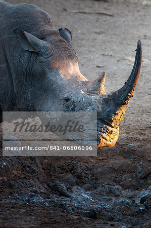 White rhino (Ceratotherium simum) at waterhole, Mkhuze Game Reserve, KwaZulu Natal, South Africa, Africa White rhino (Ceratotherium simum) at waterhole, Mkhuze Game Reserve, KwaZulu Natal, South Africa, Africa