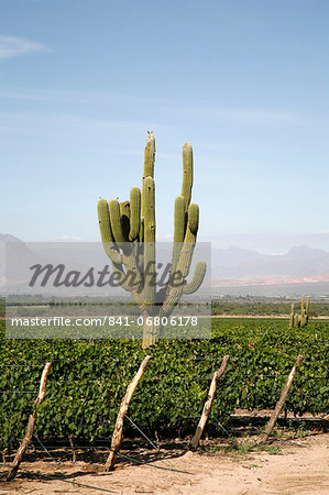 Vineyards in Cafayate, Valles Calchaquies, Salta Province, Argentina, South America