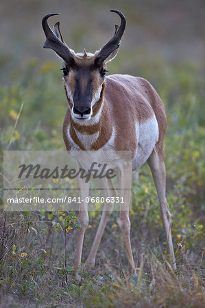 Pronghorn (Antilocapra americana) buck, Custer State Park, South Dakota, United States of America, North America