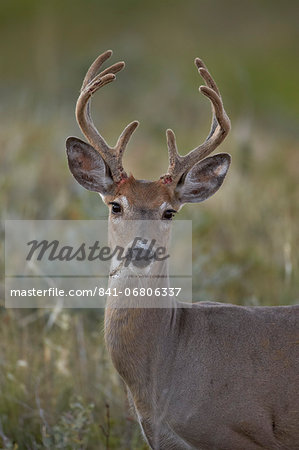 White-tailed deer (whitetail deer) (Virginia deer) (Odocoileus virginianus) buck, Custer State Park, South Dakota, United States of America, North America