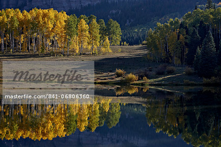 Yellow aspens among evergreens in the fall reflected in a lake, Uncompahgre National Forest, Colorado, United States of America, North America