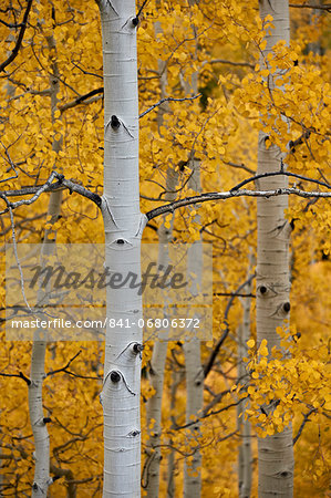 Aspen trunks among yellow leaves, Uncompahgre National Forest, Colorado, United States of America, North America