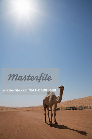 Camel in the desert, Wahiba, Oman, Middle East