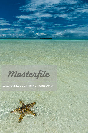 Sea star in the sand on the Rock islands, Palau, Central Pacific, Pacific