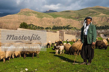 Shepherd with his herd of sheep in Ahmedawa on the border of Iran, Iraq Kurdistan, Iraq, Middle East