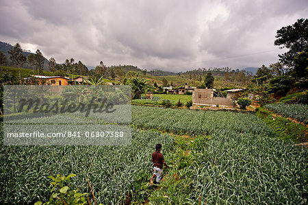 A farmer and student of the ISFF grows leeks in Halgranoya, Sri Lanka, Asia