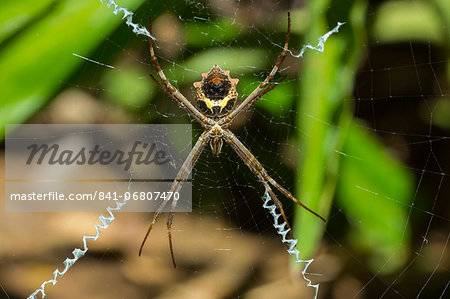 Yellow & black garden spider (Argiope Aurentia) with normal zigzag stabilimentia on web; Nosara, Guanacaste Province, Costa Rica, Central America
