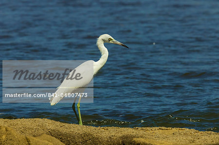 Snowy Egret (Egretta thula) by the Nosara River mouth near the Biological Reserve, Nosara, Guanacaste Province, Costa Rica, Central America