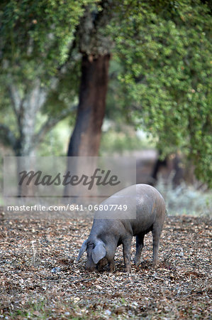 Iberian black pig, Alajar, Sierra Morena, Huelva, Andalucia, Spain, Europe