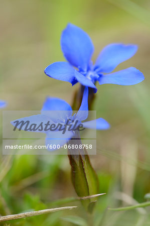 Close-up of Spring Gentian (Gentiana verna) in Meadow in Spring, Bavaria, Germany