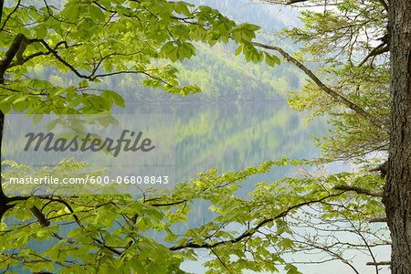 Spring Foliage of Common Beech (Fagus sylvatica) Tree over Langbathsee, Austria