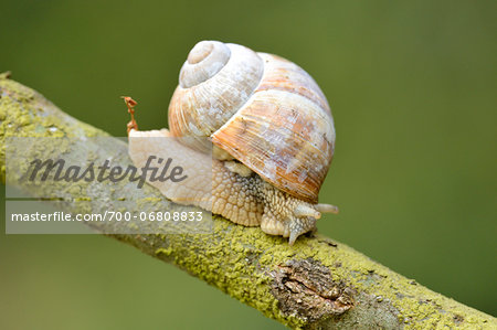 Close-up of a Snail (Helix pomatia) on Branch