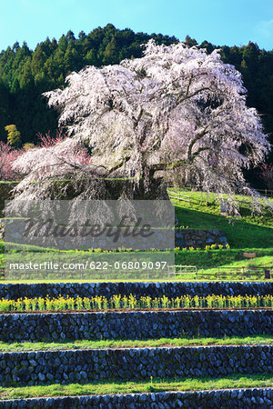 Cherry blossoms in Matabe, Nara Prefecture