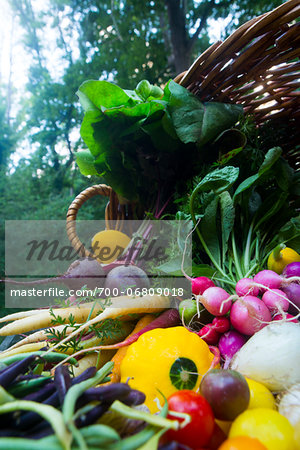 Cornucopia of vegetables including radishes, squash, tomato, carrots, and beets, fresh local organic artisanal farm grown produce spilling out of basket, jeffersonville, georgia