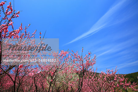 Peach blossoms in Uda, Nara Prefecture