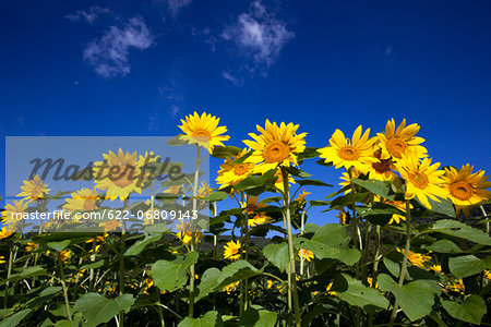 Sunflowers and blue sky