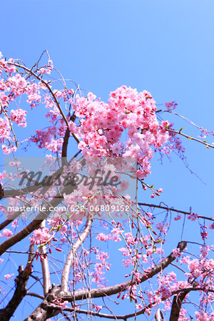 Cherry blossoms and sky