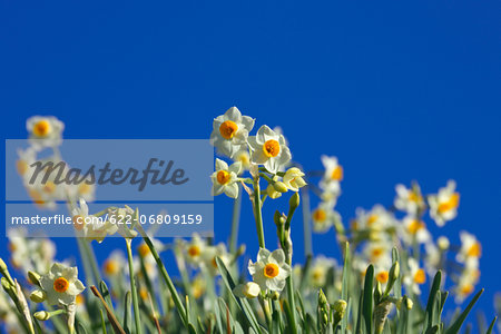 Narcissus flowers and blue sky, Chiba Prefecture