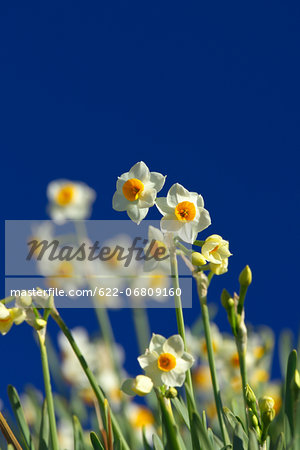 Narcissus flowers and blue sky, Chiba Prefecture