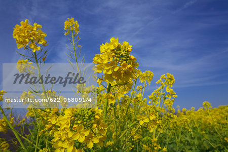 Field mustard, Kanagawa Prefecture