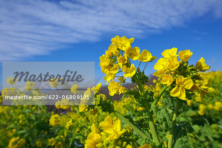 Field mustard, Kanagawa Prefecture