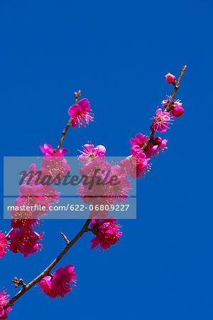 Plum flowers and blue sky