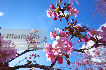 Kawazu cherry blossoms