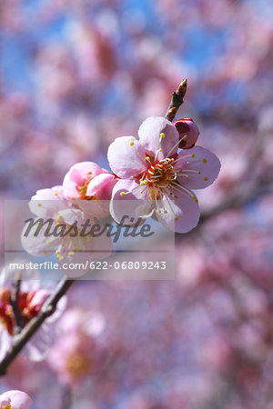 Plum flowers