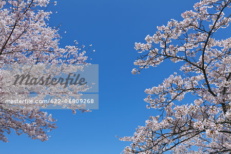 Cherry blossoms, Yamanashi Prefecture