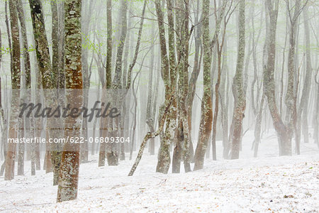 Beech forest and snow