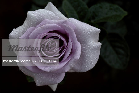 Pink rose