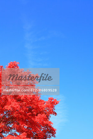 Maple leaves and blue sky