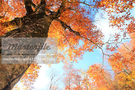 Beech tree in Autumn