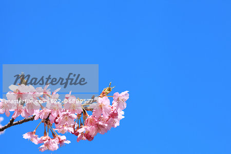 Cherry blossoms and blue sky