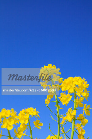Rapeseed and blue sky