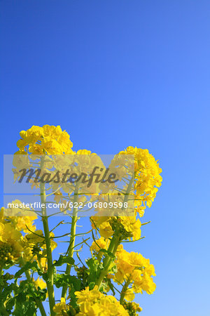 Rapeseed and blue sky