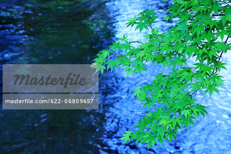 Maple leaves and water stream